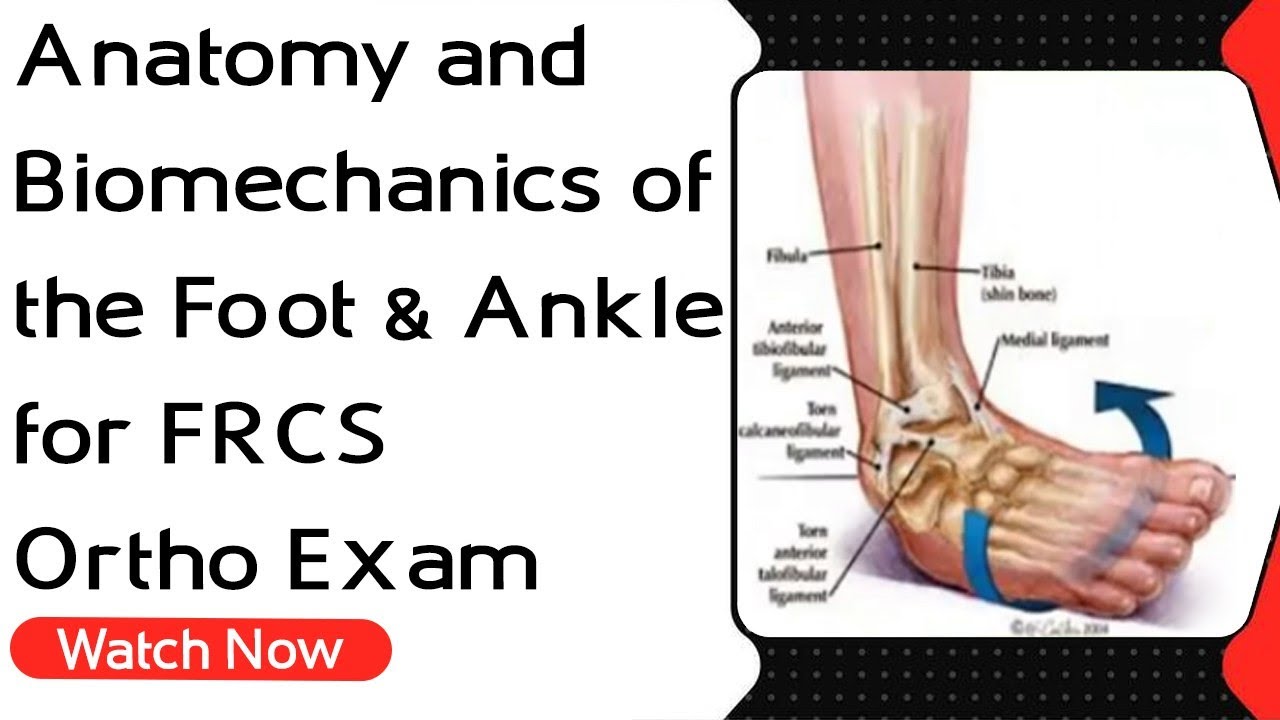 Anatomy and Biomechanics of the Foot & Ankle for FRCS Ortho Exam | Orthopaedic Academy