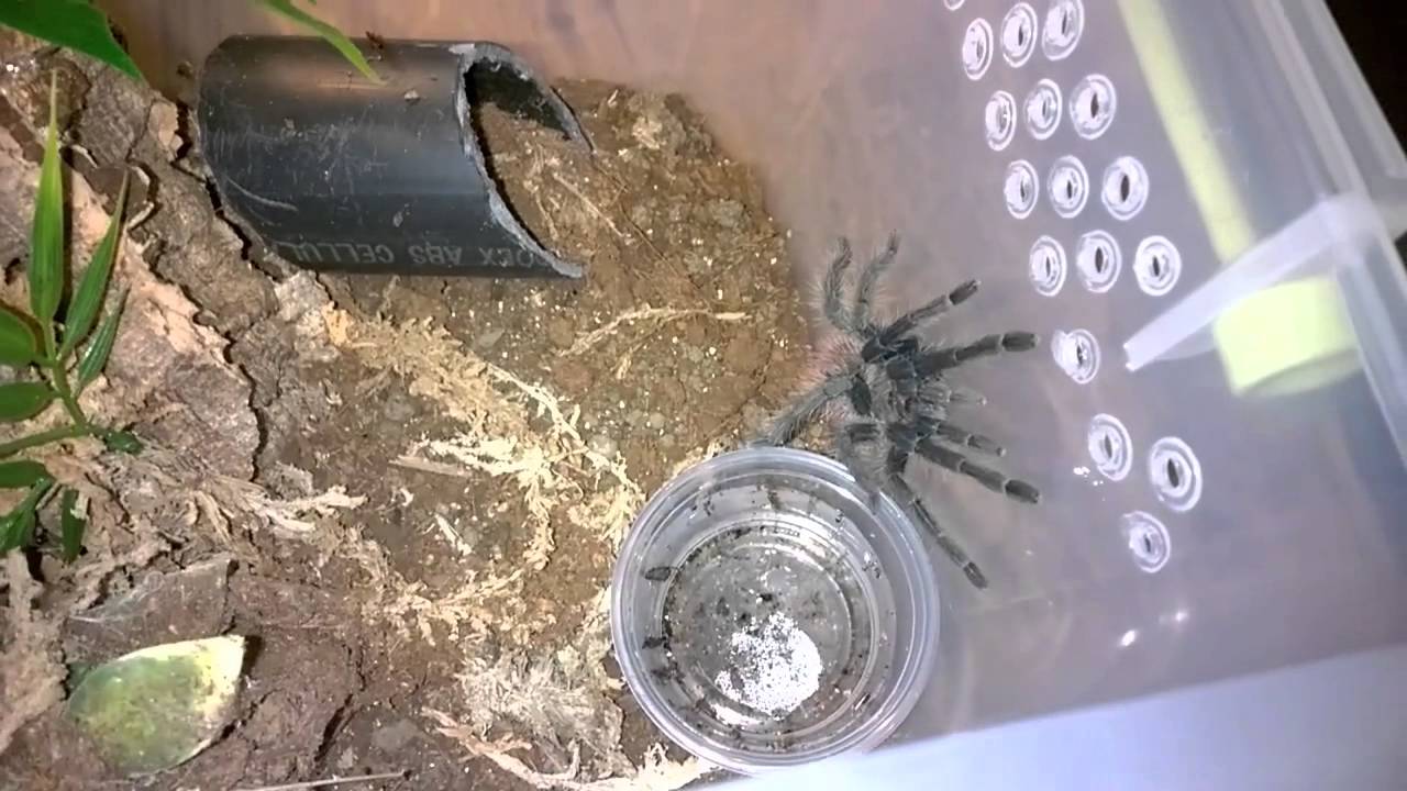 Thrixopelma ockerti Husbandry