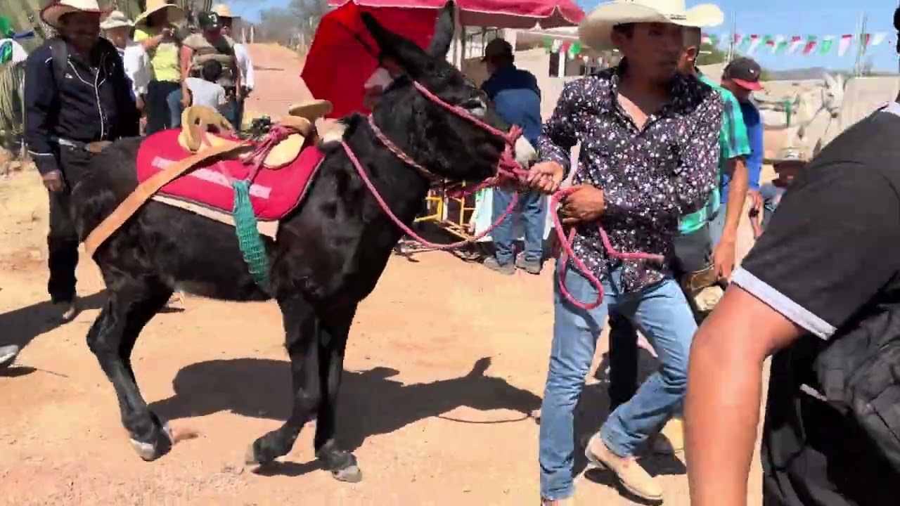 Carreras de burros 