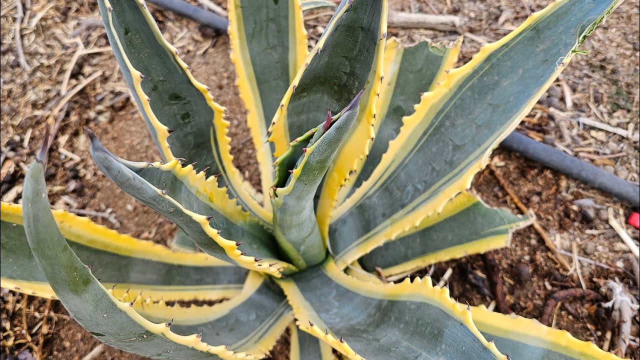 Removing agave pups has to be done at the proper time; not too late and not too soon. #agaves