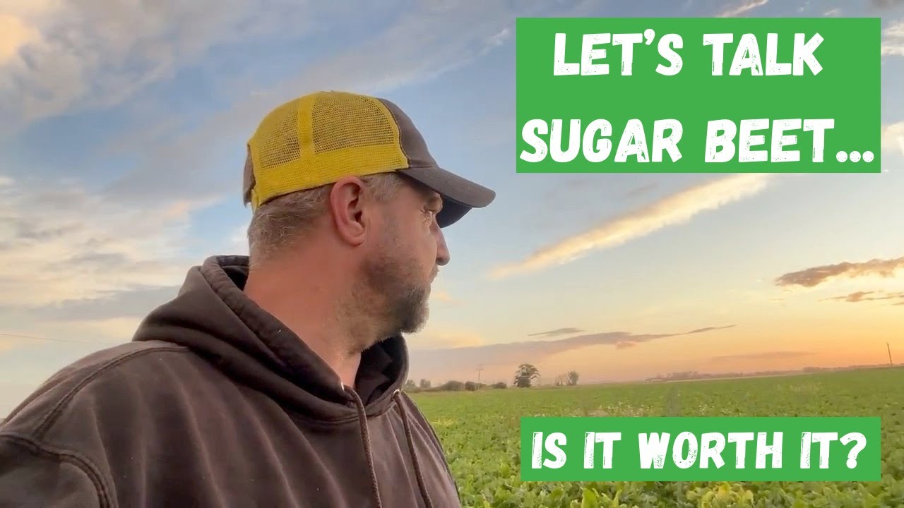 SUGAR BEET,  IS IT WORTH IT? - Fenland Farming Adventures