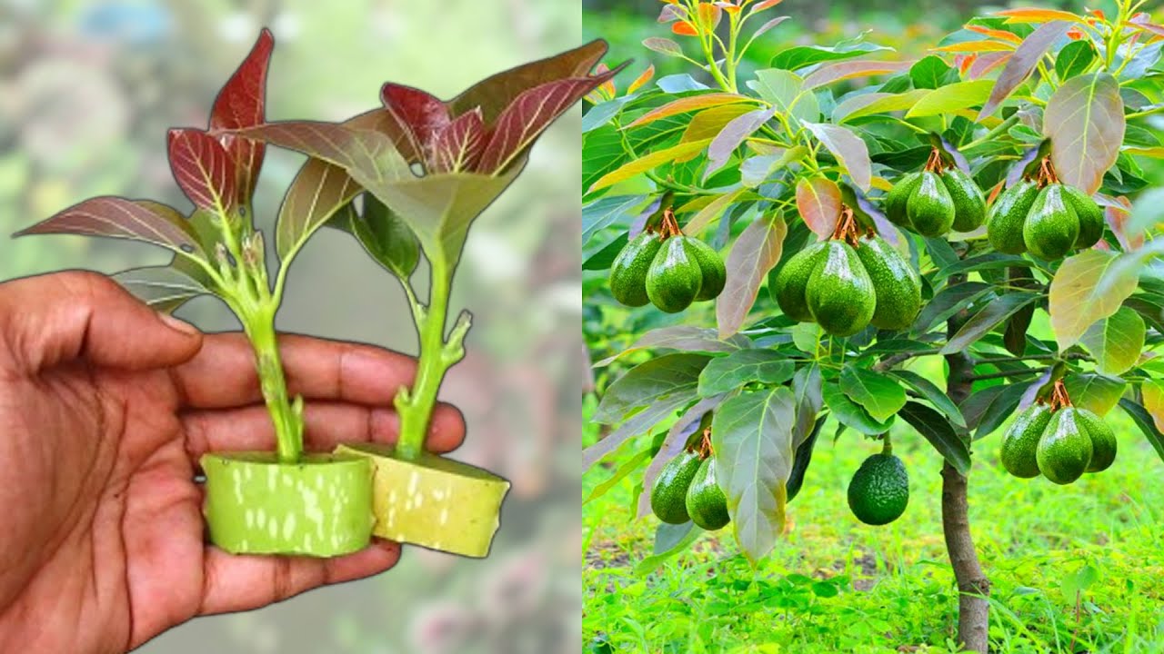 Only 48 hours! Propagating avocado with aloe vera boosts roots super fast