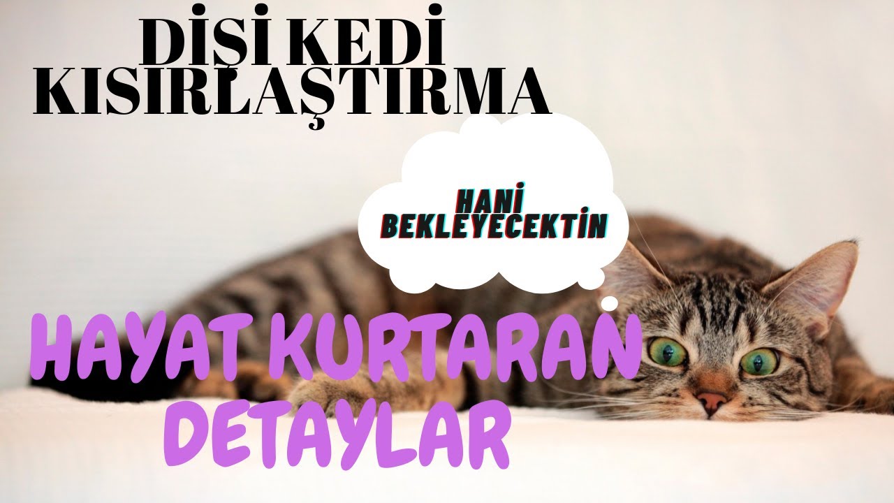 DİŞİ KEDİ KISIRLAŞTIRMA