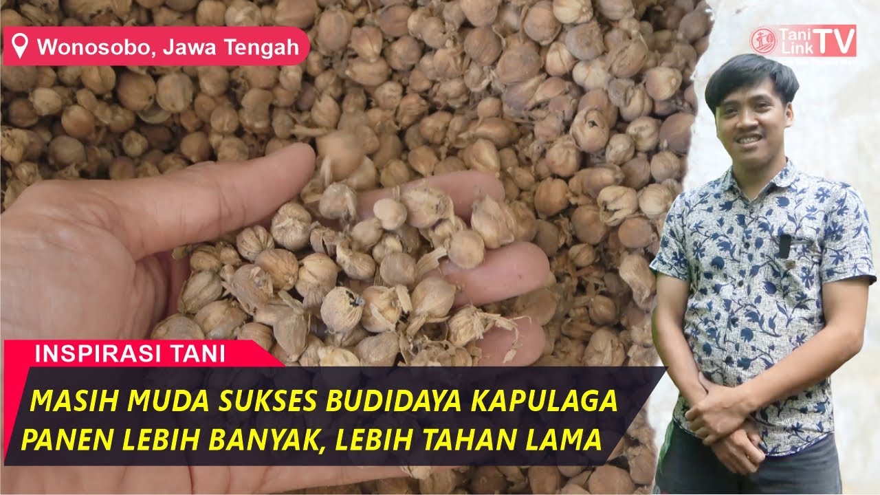 Perawat Muda Ini Sukses Geluti Budidaya Kapulaga Hibrida