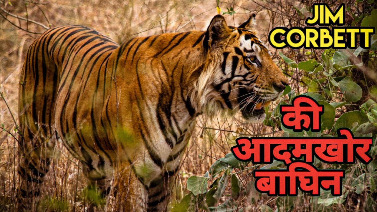 जब Tiger Safari बना एक मौत का खेल। Sugarcane Man Eating Tiger Story। Facts Phylum