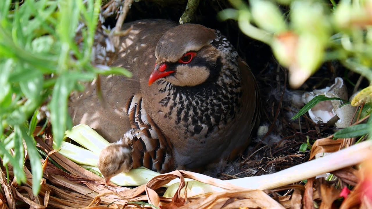 Red-Legged Partridge breeding in Norfolk Garden