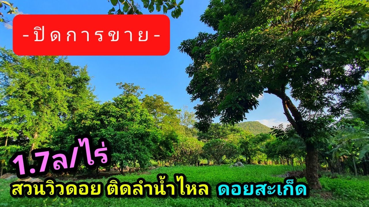 ❌️(ขายแล้ว)1.7ล/ไร่ ที่ดินวิวดอยสวย ติดน้ำ ต้นไม้ใหญ่ร่มรื่น ทำบ้านพัก รีสอร์ท คาเฟ่ ใกล้เมือง 25กม