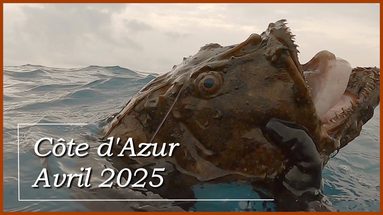 Chasse sous-marine Côte d'Azur Avril 2025 : Baudroie 11 kg, Daurade royale 3.5 kg