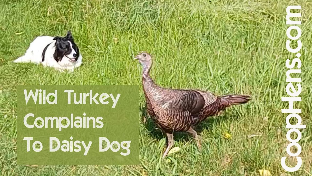 Turkey Complaints to Daisy Dog