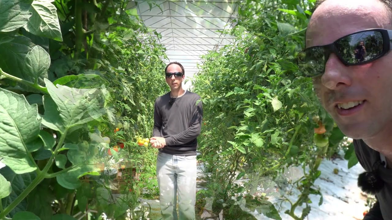 Scouting Tomatoes for The Good and The Bad