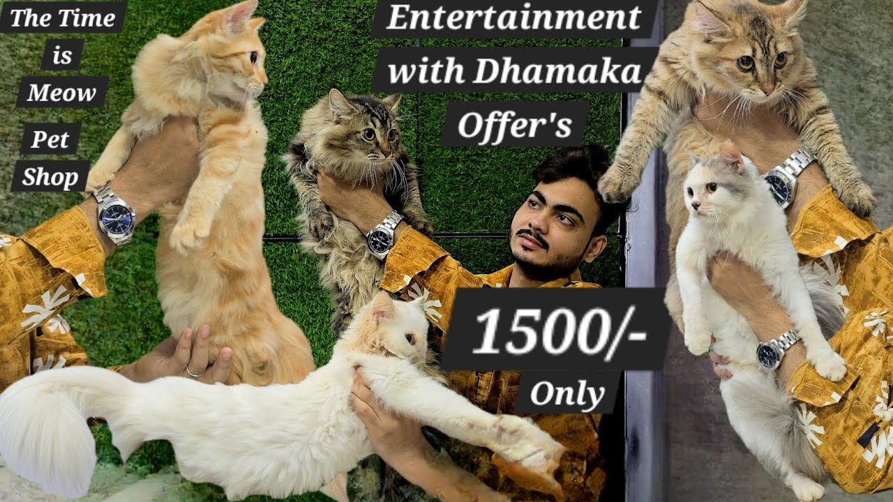 The Time is Meow pet shop in Hyderabad | hottest offer on kitten's & cat's available | entertainment