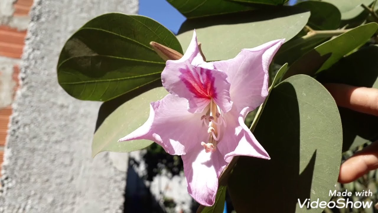Bauhinia purpurea e sua primeira floração (informações na descrição)