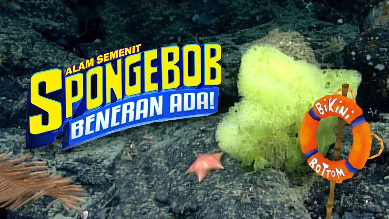 Binatang di SpongeBob SquarePants #AlamSemenit