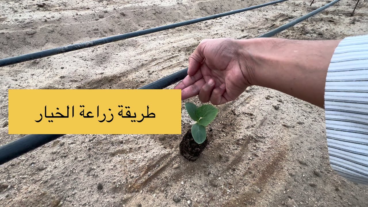 طريقة زراعة الخيار | How to Grow Cucumbers