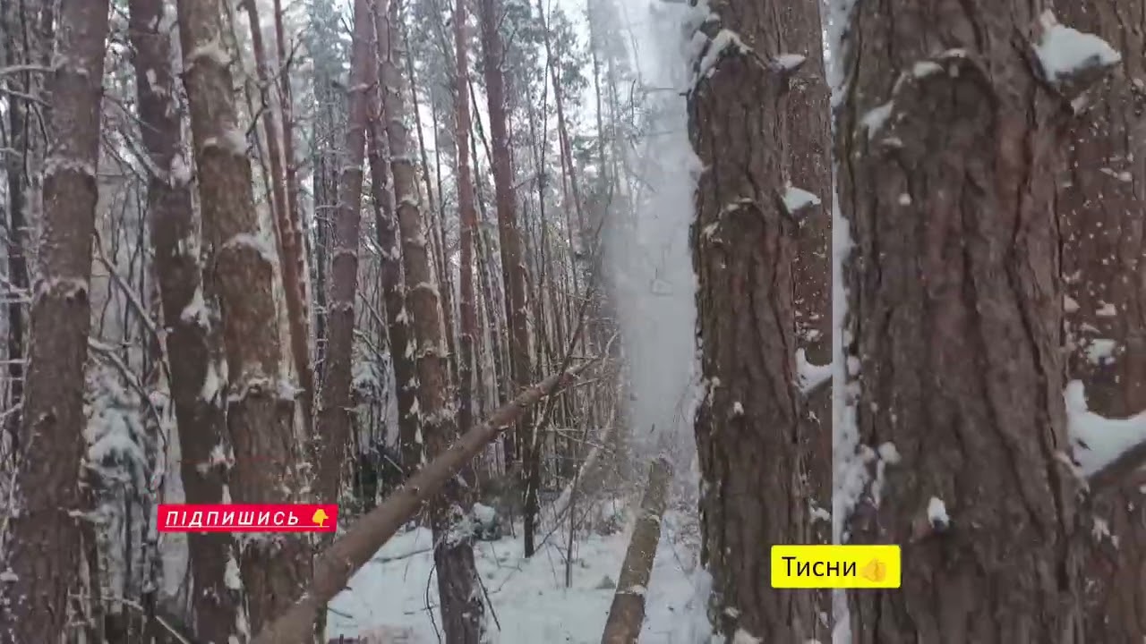 Вся краса зимової валки#зима#валка #валкалісу#красиво #ліс #робота 