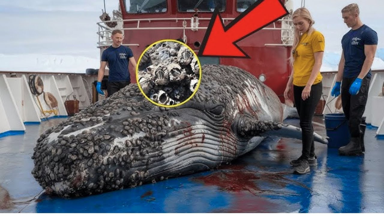 Heroic Arctic Rescue Saving a Parasite Infested Whale from Ice & Swarming Bees #wildliferescue