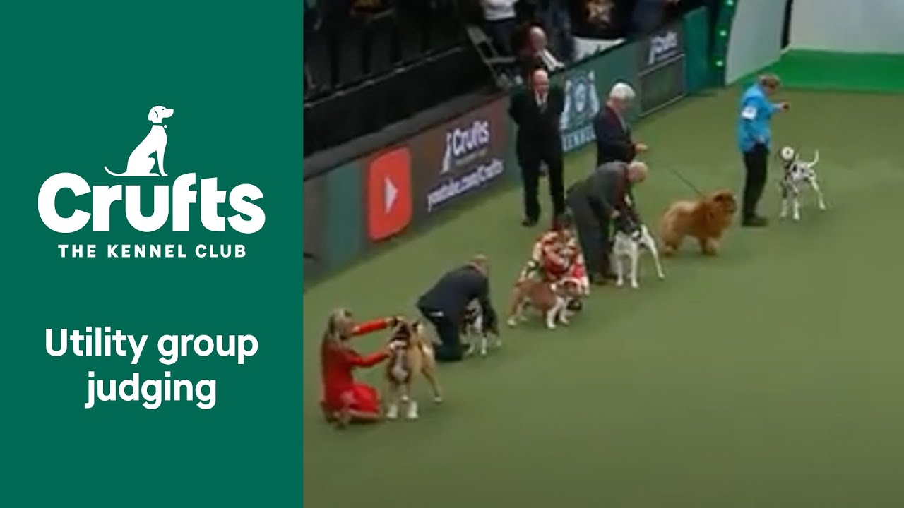 Utility Group Judging | Crufts 2022
