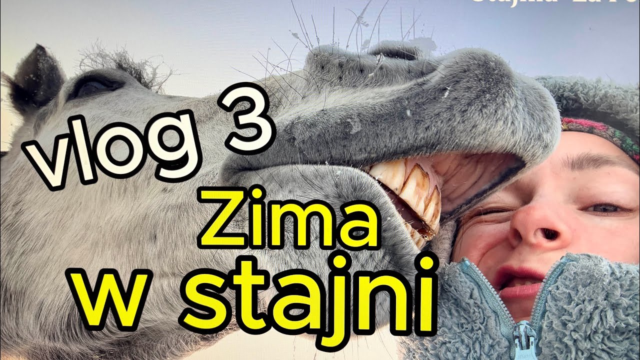 Stajnia La Perle/Dużo gadania/zima w stajni