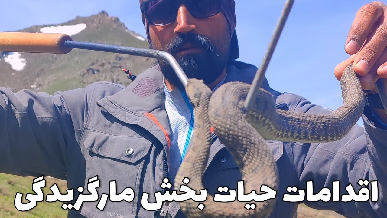 مار گزیدگی و کمک های اولیه بعد از گزش / هنگام مار گزیدگی باید چیکار کنیم؟