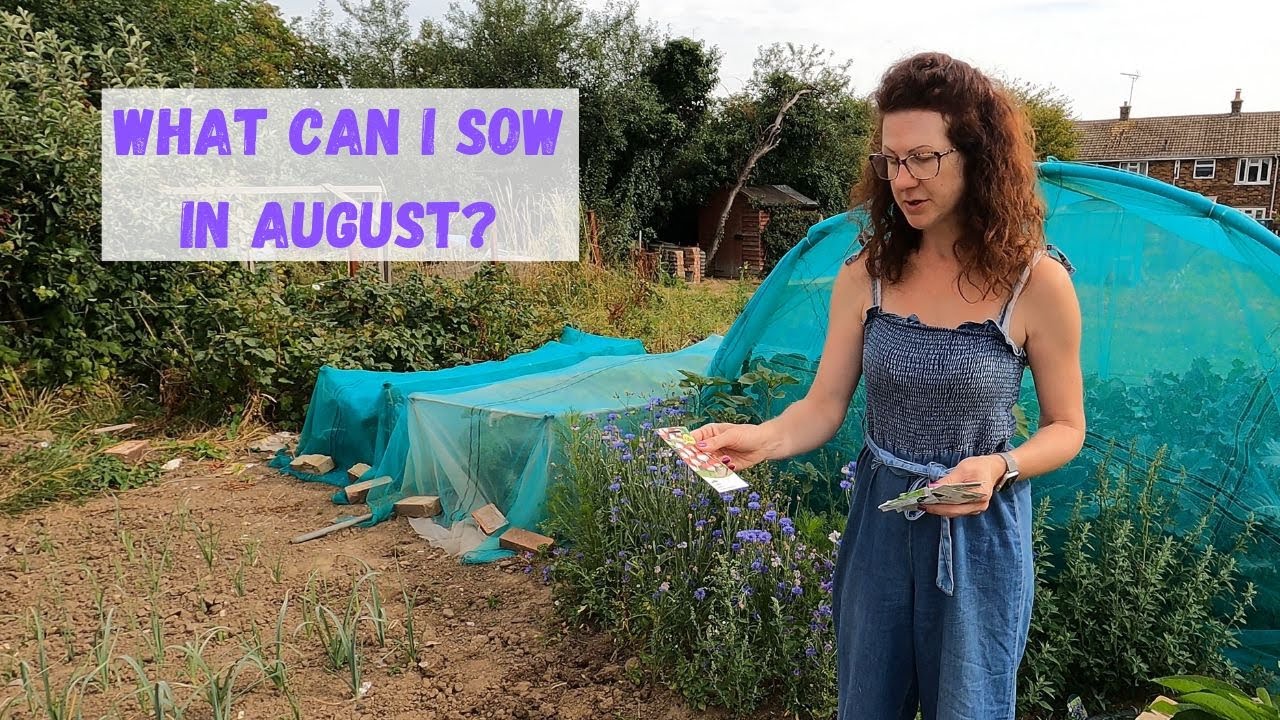 What Can I Sow In August - Allotment Gardening For Beginners