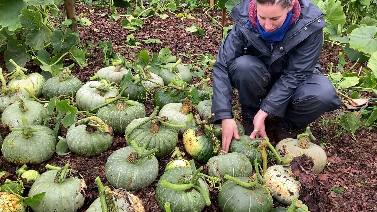 Cultivation of Pumpkins and breeding new varieties
