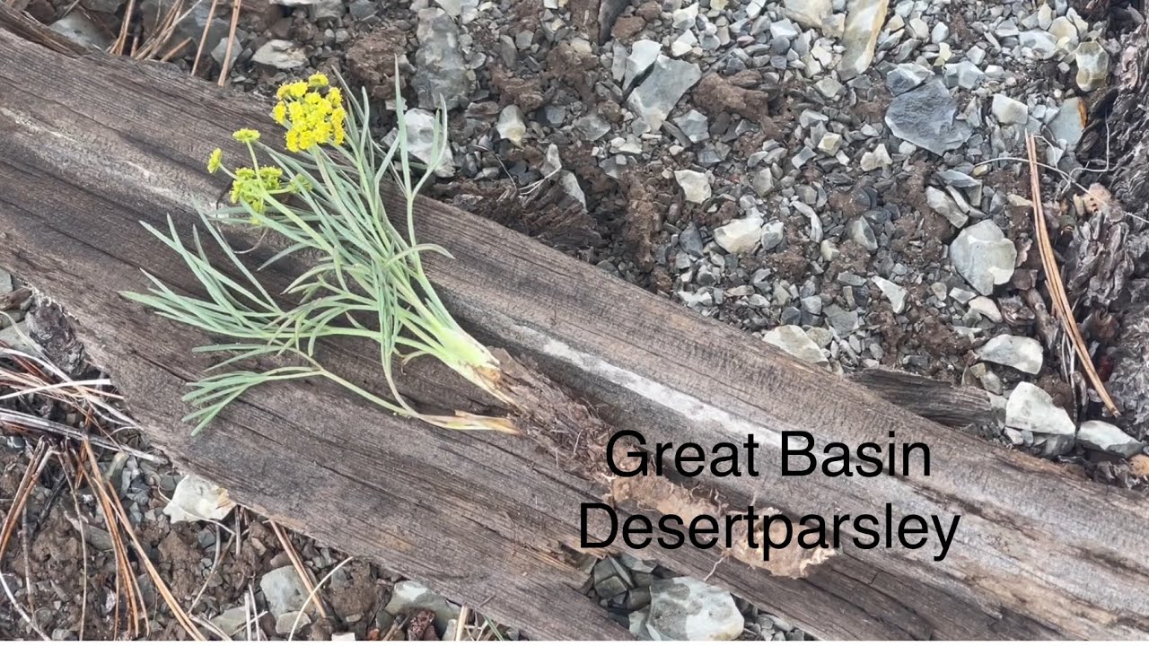 Great Basin Desertparsley   A delicious carrot relative