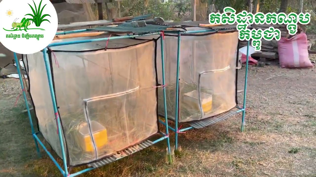 ហេតុអ្វីសត្វ កណ្ដូបចិញ្ចឹមចេះតែងាប់??🤔🤔