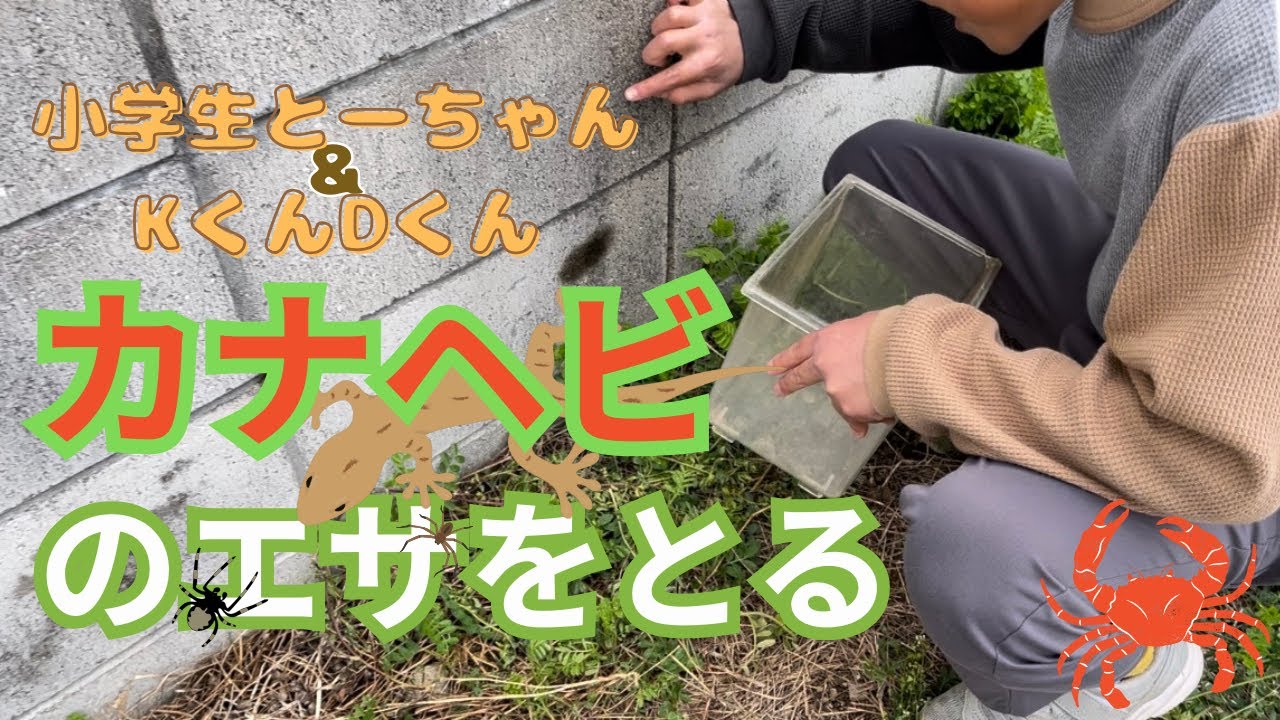 クモ大量ゲット！！みんなでカナヘビのエサを取りに行こう♩