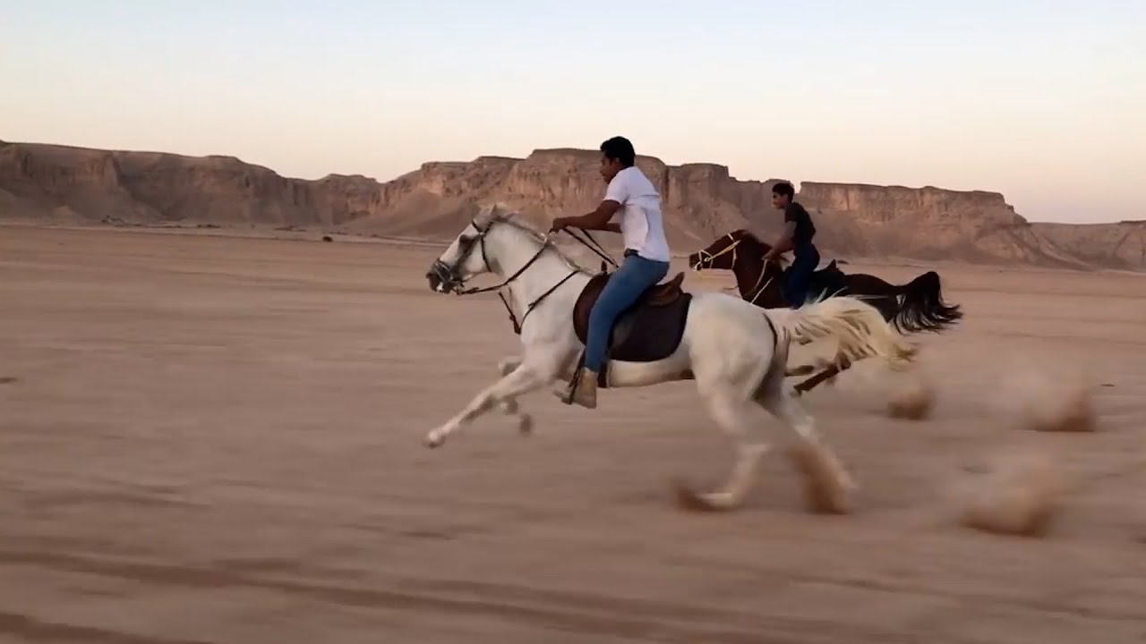 سرعة الخيول العربية الأصيلة وقياس سرعة فرس