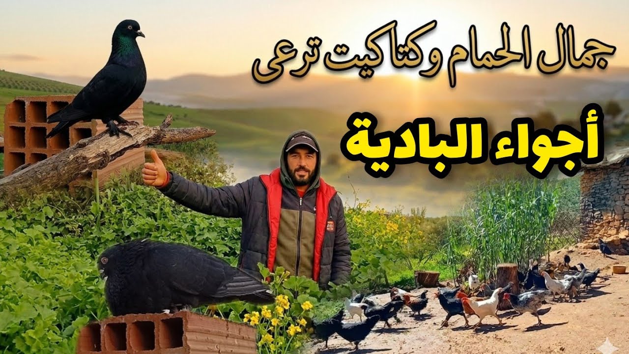 العمل تحت الأمطار وإطلاق الدجاج والحمام الى المرعى نباتات عملاقة وأجواء البادية 