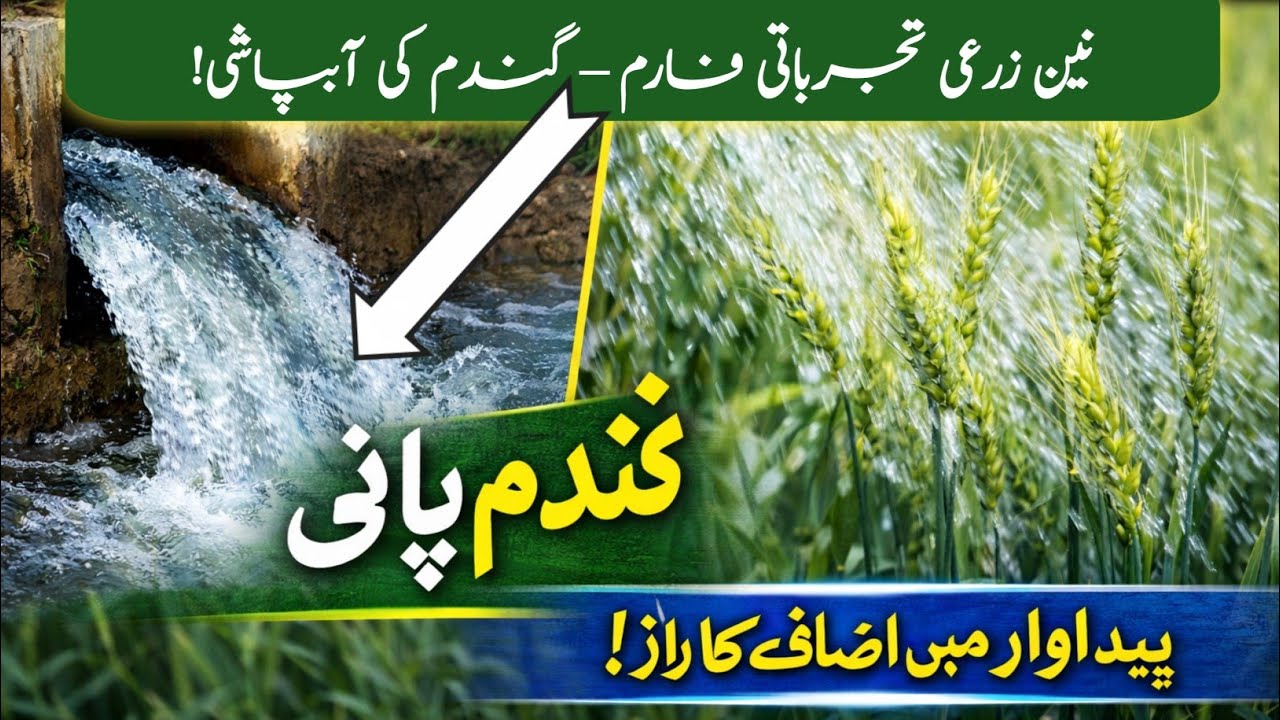 گندم کی آبپاشی نہر اور ٹیوب ویل سے | Gundam Ki Fasal Ko Pani 🌾