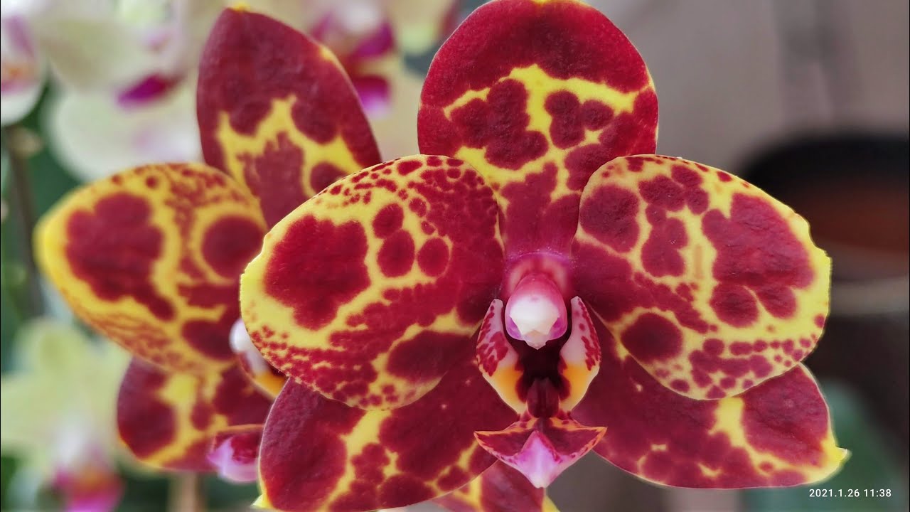 ЗМЕИНАЯ КОЖА ФАЛЕНОПСИС. PHAL SNAKESKIN (GW ) МОЯ ОРХИДЕЯ НАРЦИСС. Характеристика сорта + цветение!