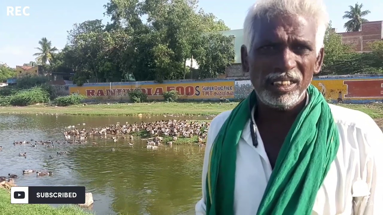 மதுரை வைகை ஆற்றில் மேய்ச்சல் முறையில் வாத்து வளர்ப்பு  | MADURAI DUCK FARM |Nattu vathu valarupu