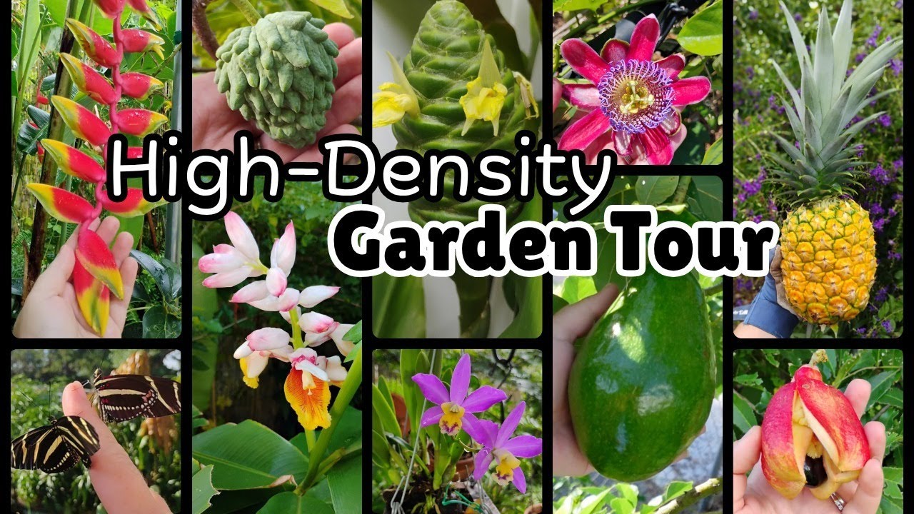 July 2025 High-Density Food Forest Tour | Tropical Garden Full of Rare Plants!