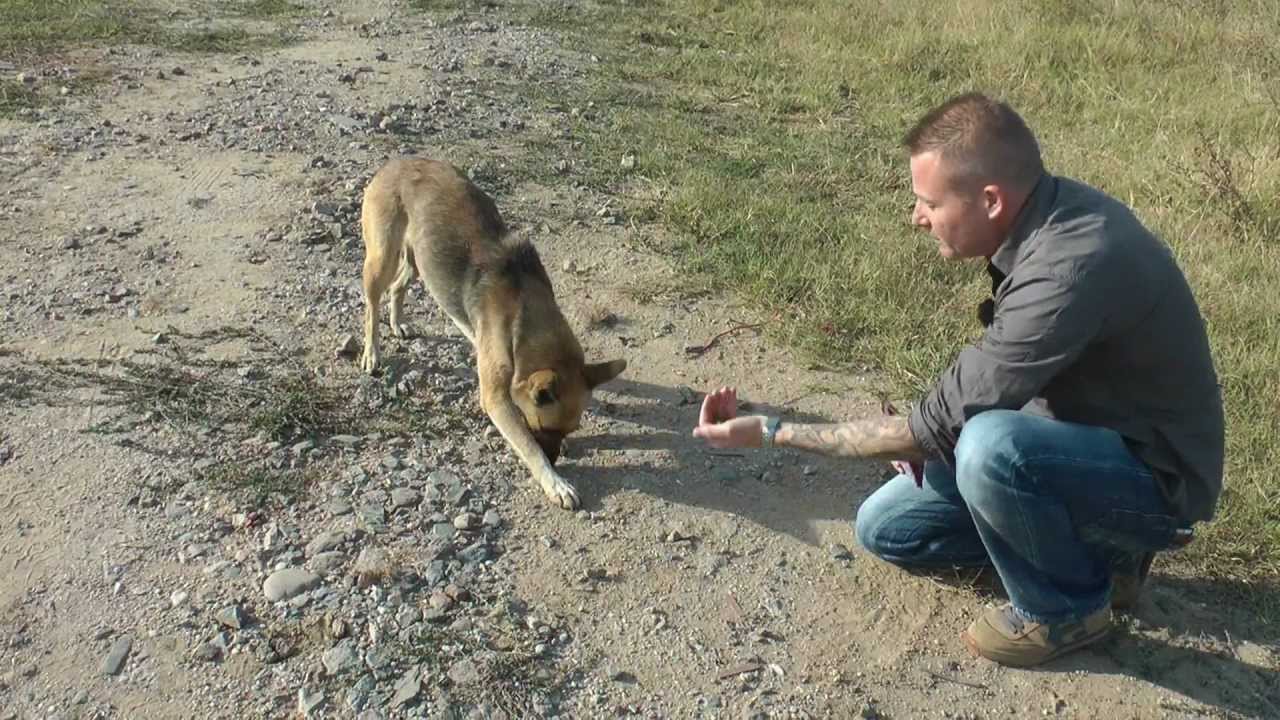 Das Hundeleid in Rumänien  (Von Bukarest bis Transilvanien 2011)