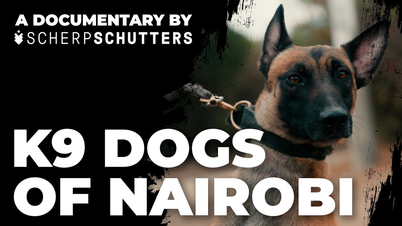 Explosive Detection K9 Dogs in Nairobi | Short documentary Scherpschutters