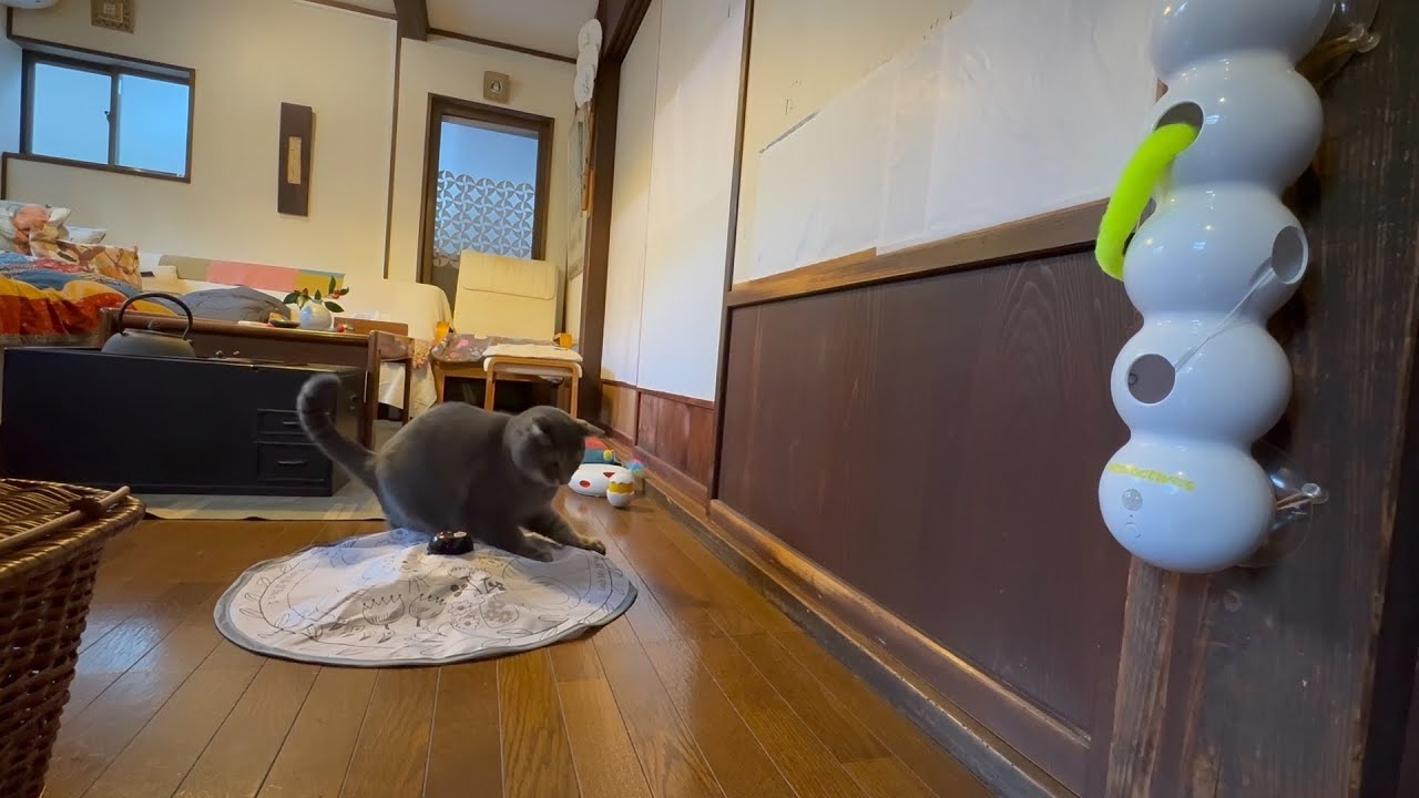 ひとり遊びを見られるのは苦手で.. オヤツが欲しい訳じゃなく.. 晩ごはんはしっかり食べて.. 側で寛ぐ猫・・・