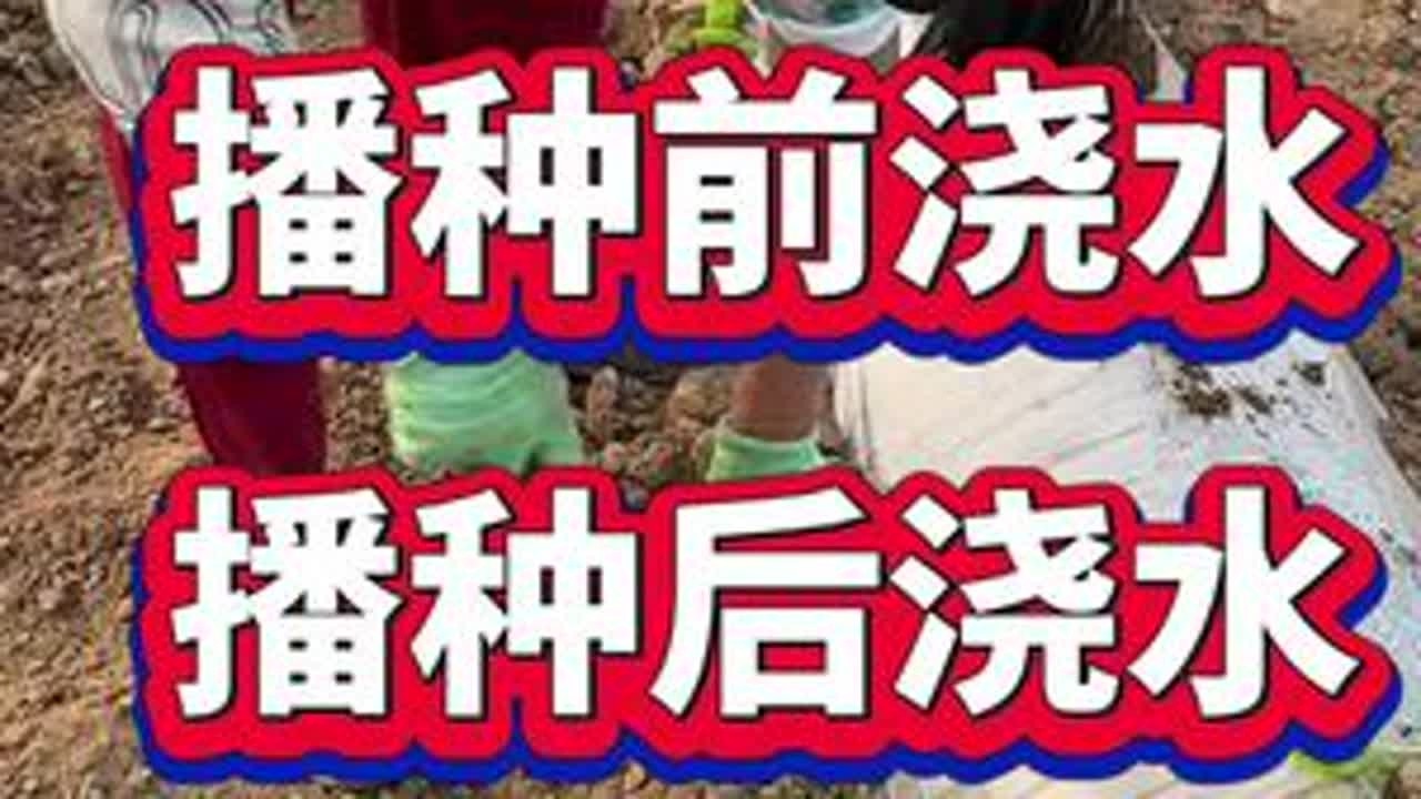 白菜是播种前浇水还是播种后浇水#白菜种植 #白菜管理 #白菜高产 #种植小技巧