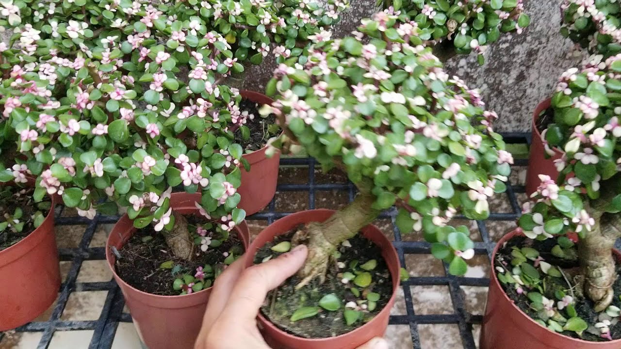 tạm hết - ngọc bích đô la | bonsai mini phong thủy | 0933.368.532