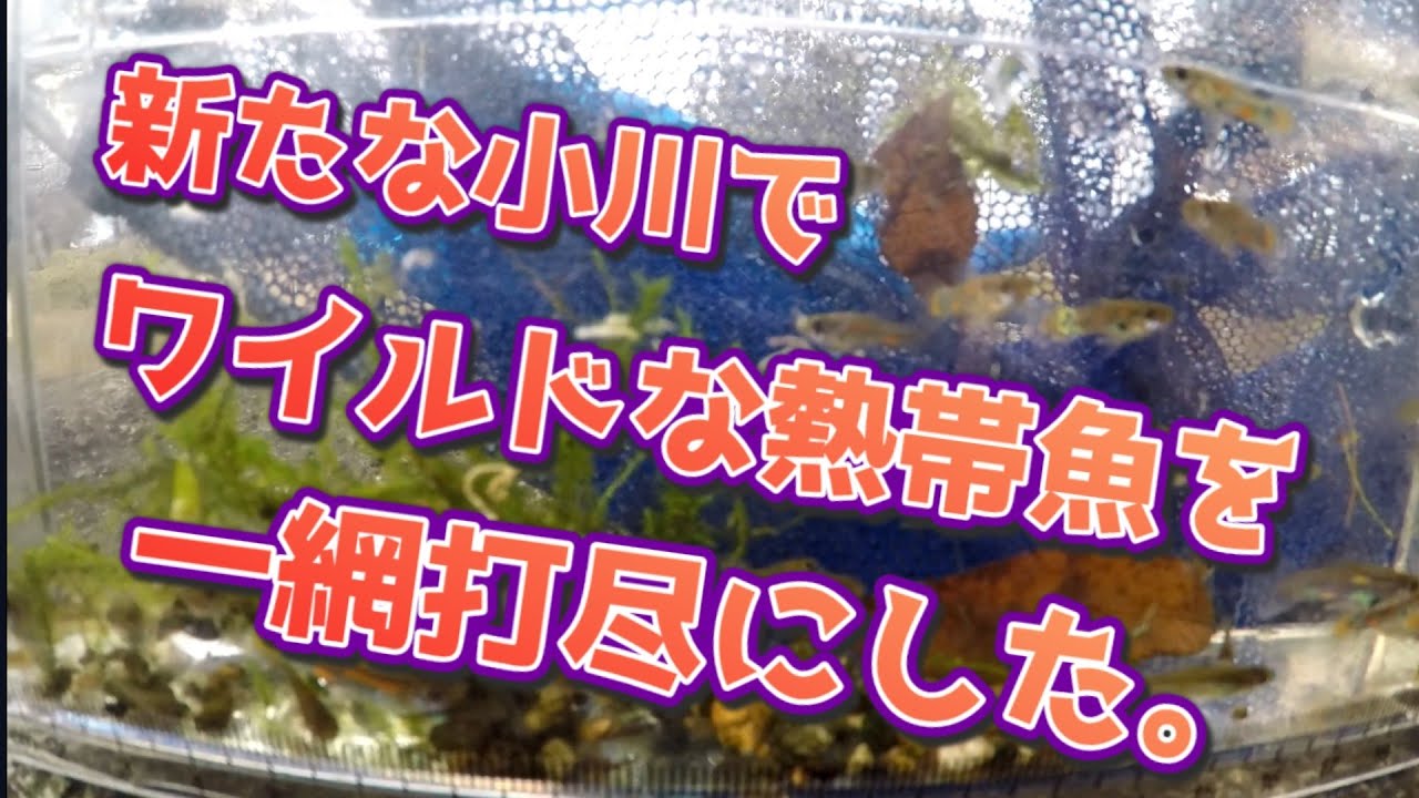 [ガサガサ]ワイルドグッピーを一網打尽してみた。
