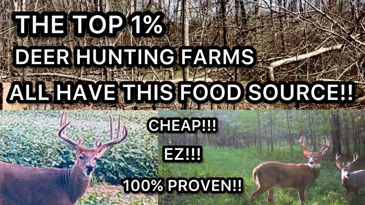 THE BIGGEST DEER FOOD SOURCE THAT YOU DONT HAVE ENOUGH OF ON YOUR LAND!!! DEER HUNTING, FOOD PLOTS