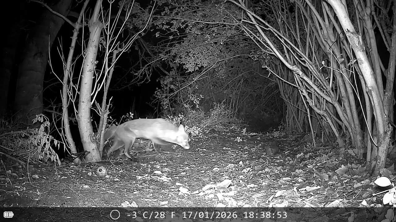 Fox chasing cat away, Badger & Rat visit, 16 January 2026