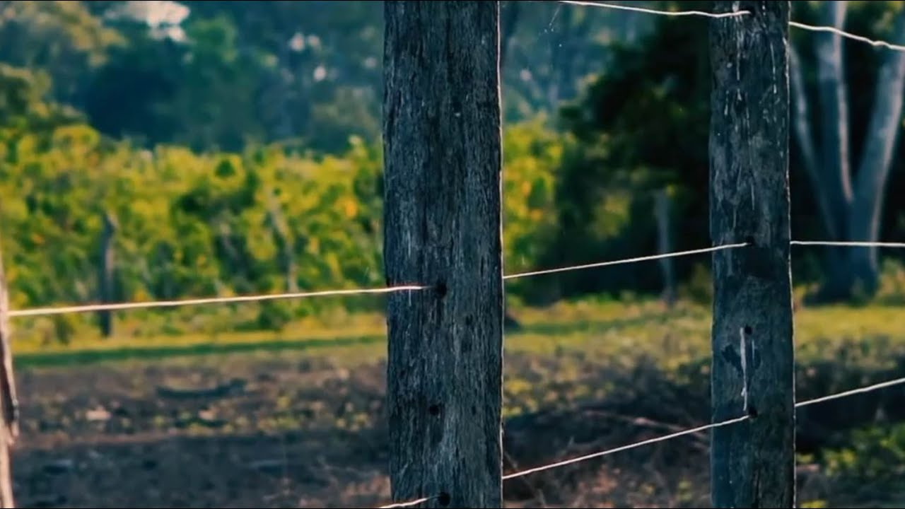 Tecnologia ajuda a proteger a onça pintada e o gado