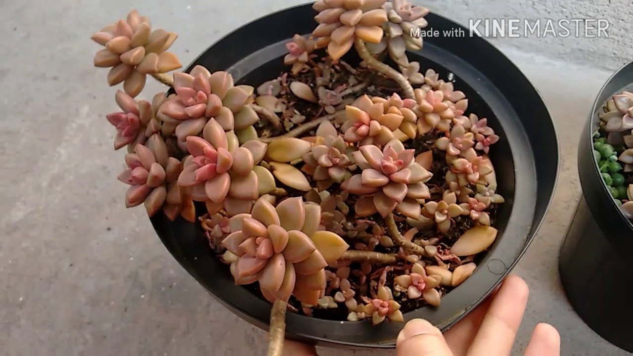 Suculenta Sedum Bronze./Juicy Sedum Bronze.