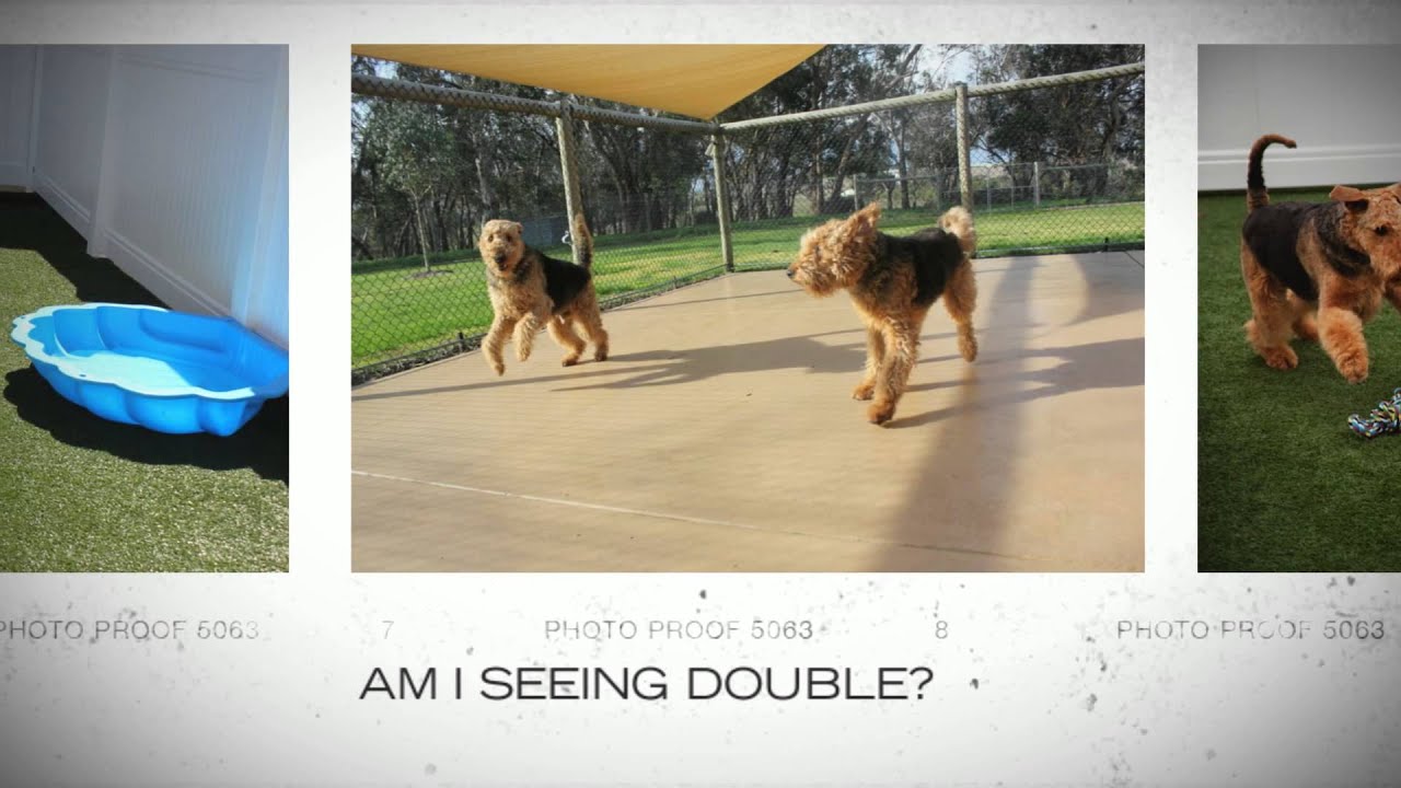 Dogs Country Club   Melbourne 01