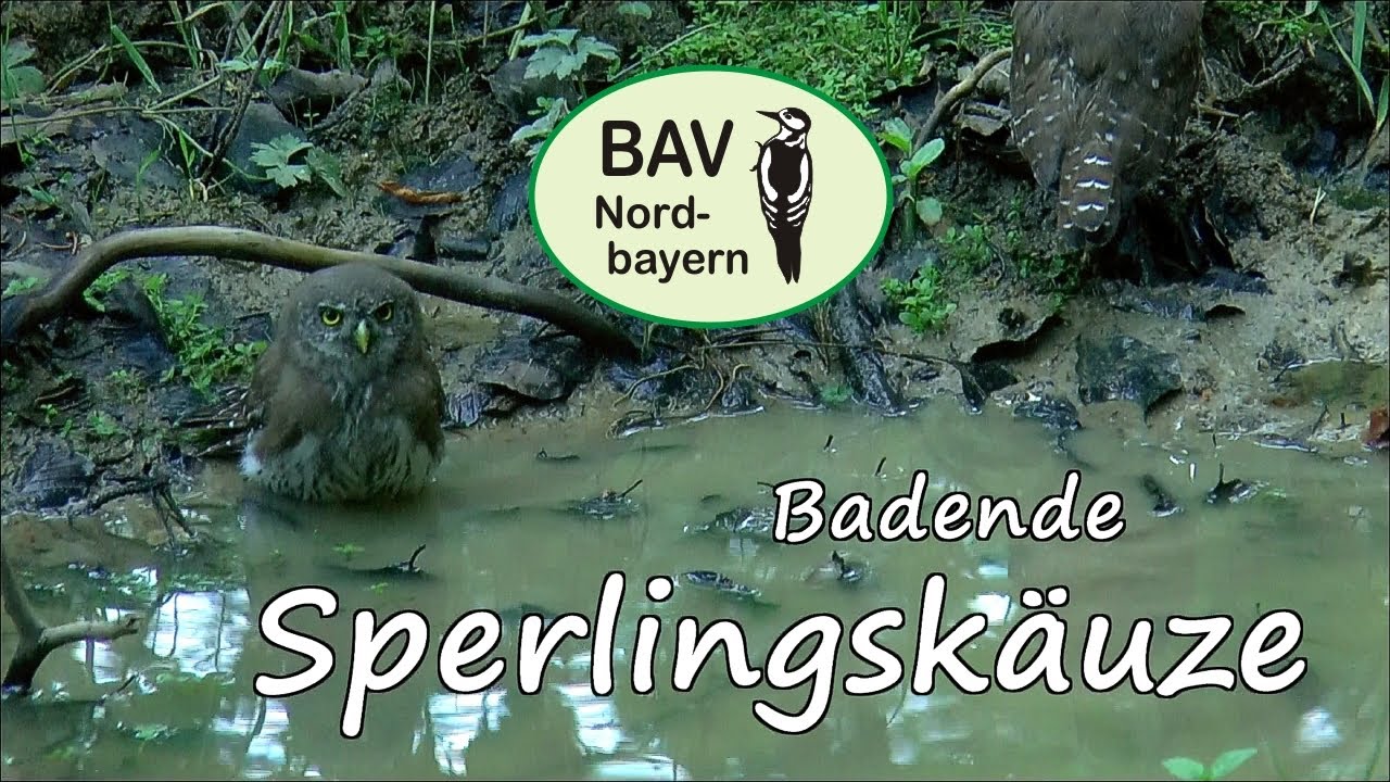 Badende Sperlingskauz-Juv. (Glaucidium passerinum)