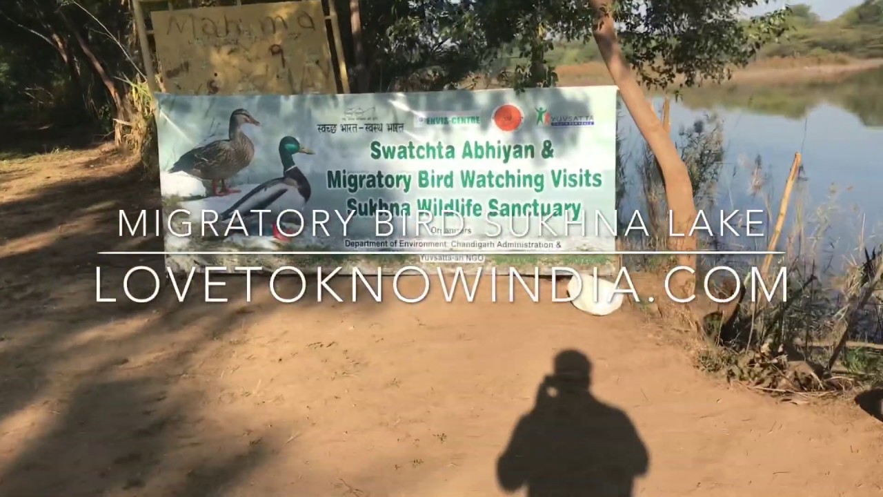 Migratory Bird watching Sukhna Lake Chandigarh