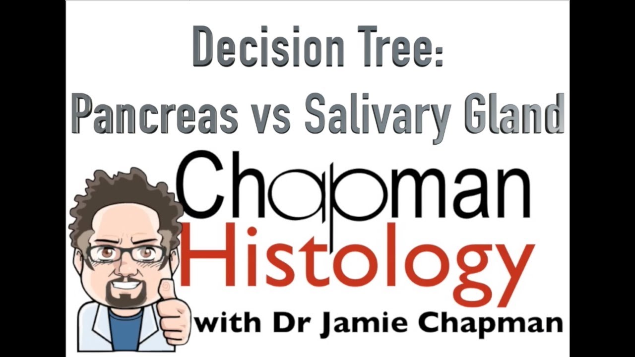 3 Min Histology Decision Tree of Salivary Glands vs Pancreas