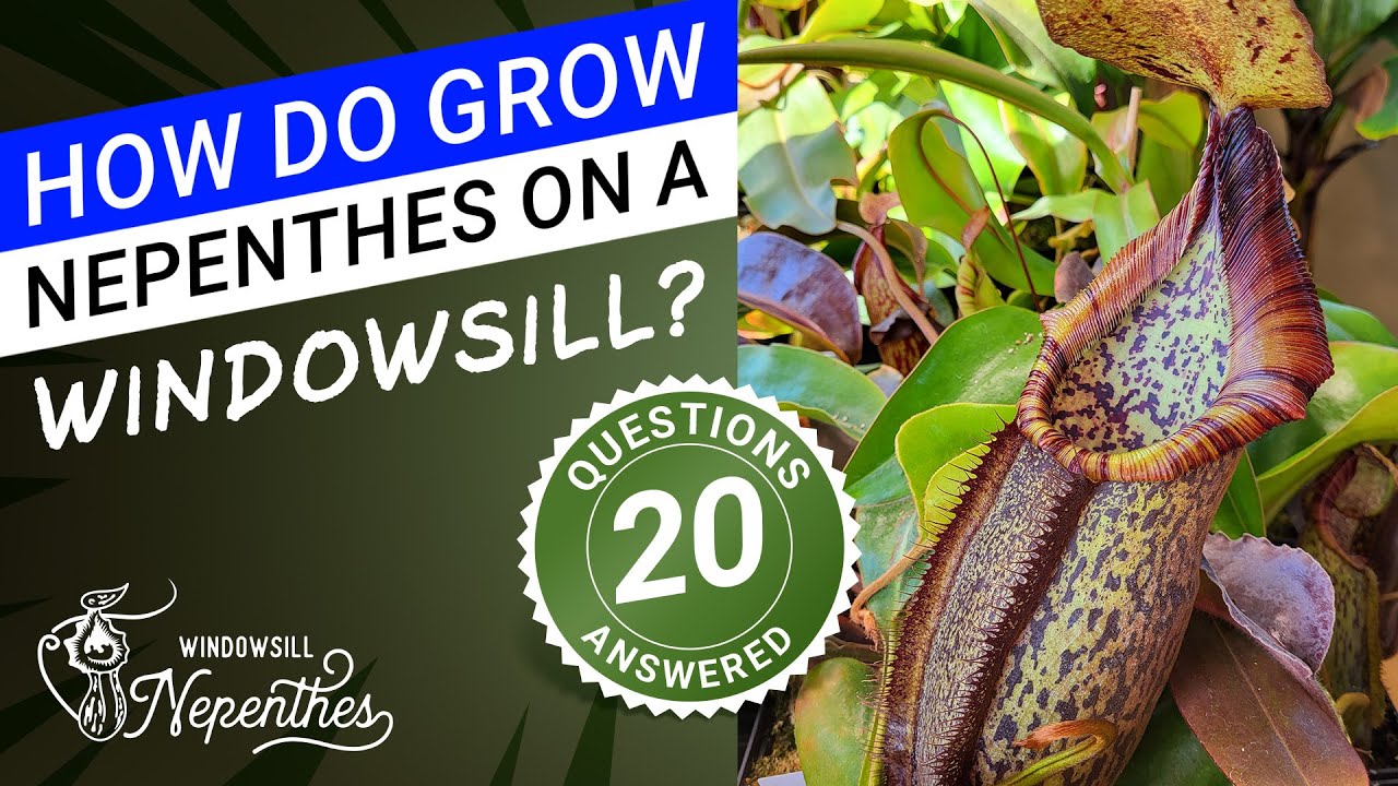 📚 ℹ️ How to take care of a pitcher plant (Best tutorial ✅ 20 questions answered!)