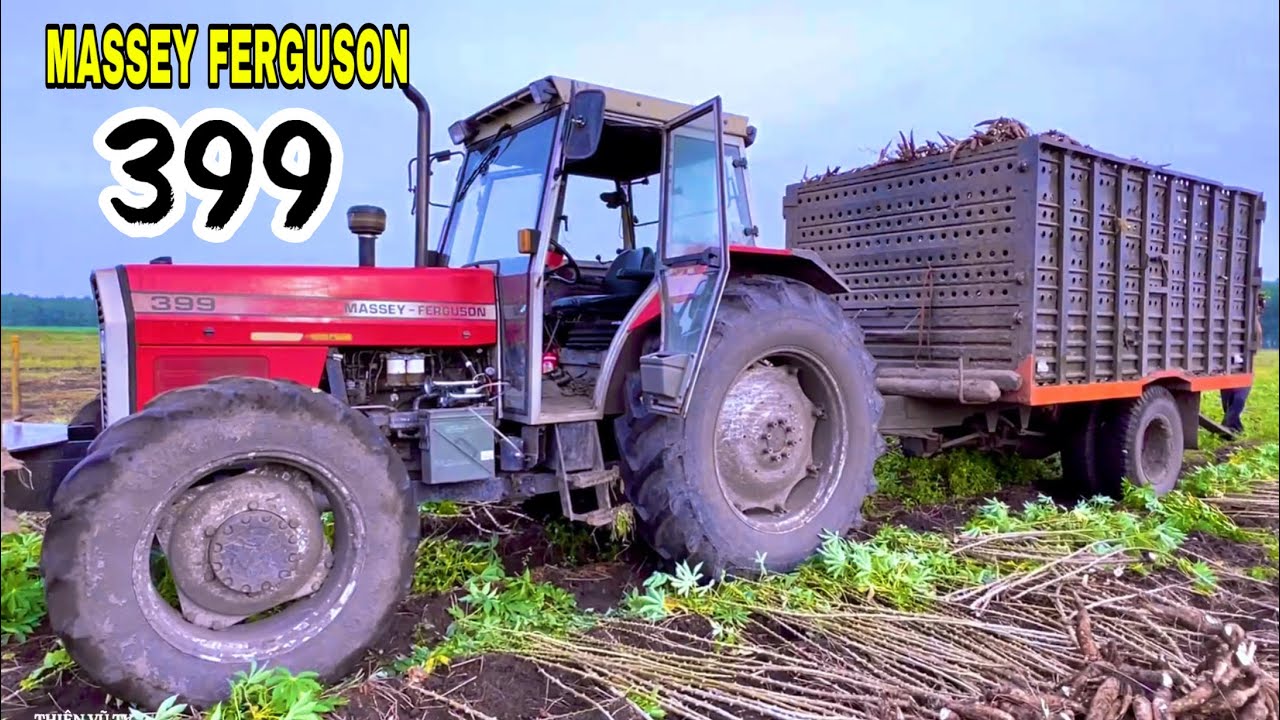 Máy Cày Mf 399 Chở Củ Mì ở Phước Ninh, Thiện Vũ TV